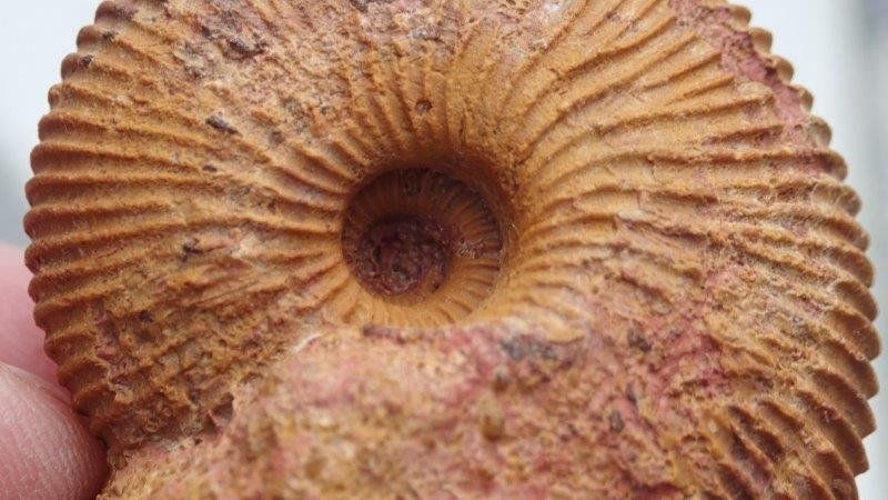 Fossili: schöner Ammonit aus Anwil  BL – Usato da Rickenbach BL venduto da Oktober68