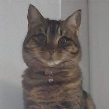Profile image of SelHas