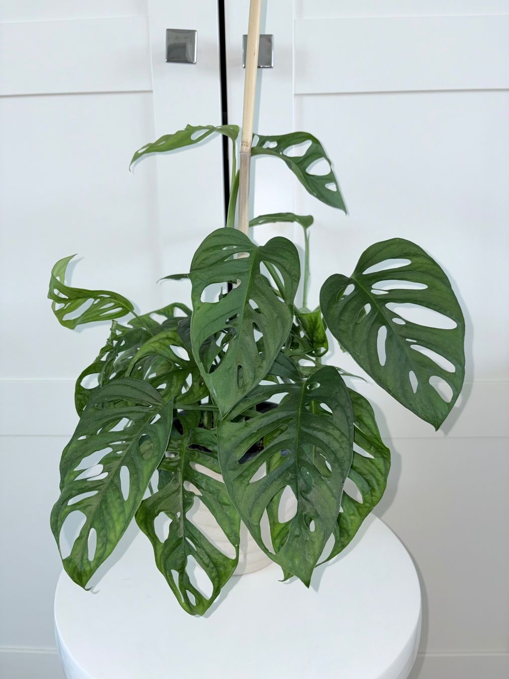 Piante & sementi: Monstera 'Monkey Leaf Monstera adansonii & ceramic pot 50 cm – Usato da Kilchberg ZH venduto da malibubeach 1