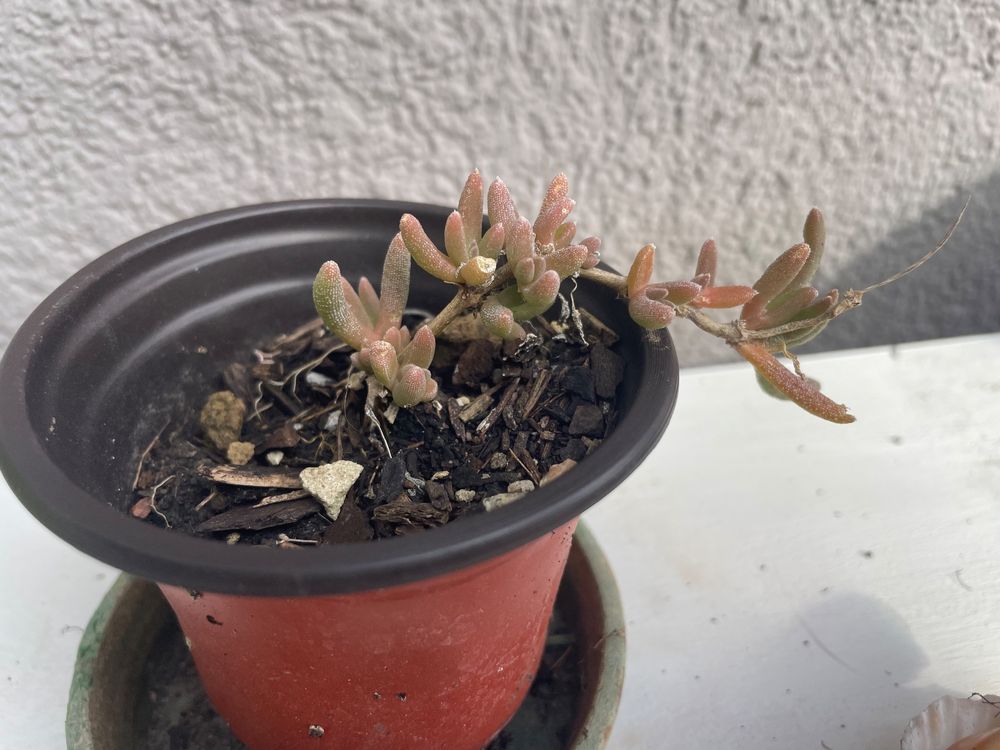LAMPTANTHUS SPECTABILIS - KRIECHENDE MITTAGSBLUME (Neu (gemss  Beschreibung)) in Buchs AG fr CHF 6  mit Lieferung auf Ricardo kaufen