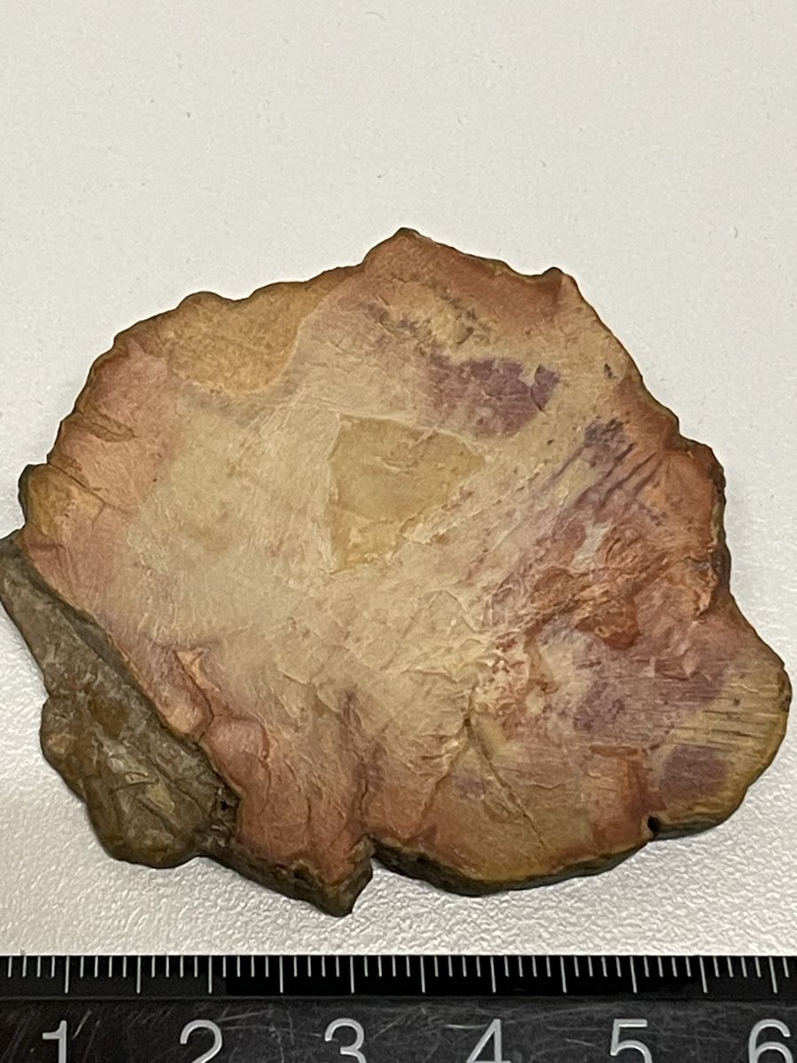 Minerali & Pietre curative: Heilstein versteinertes Holz – Usato da Rümlang venduto da euqinom16 2