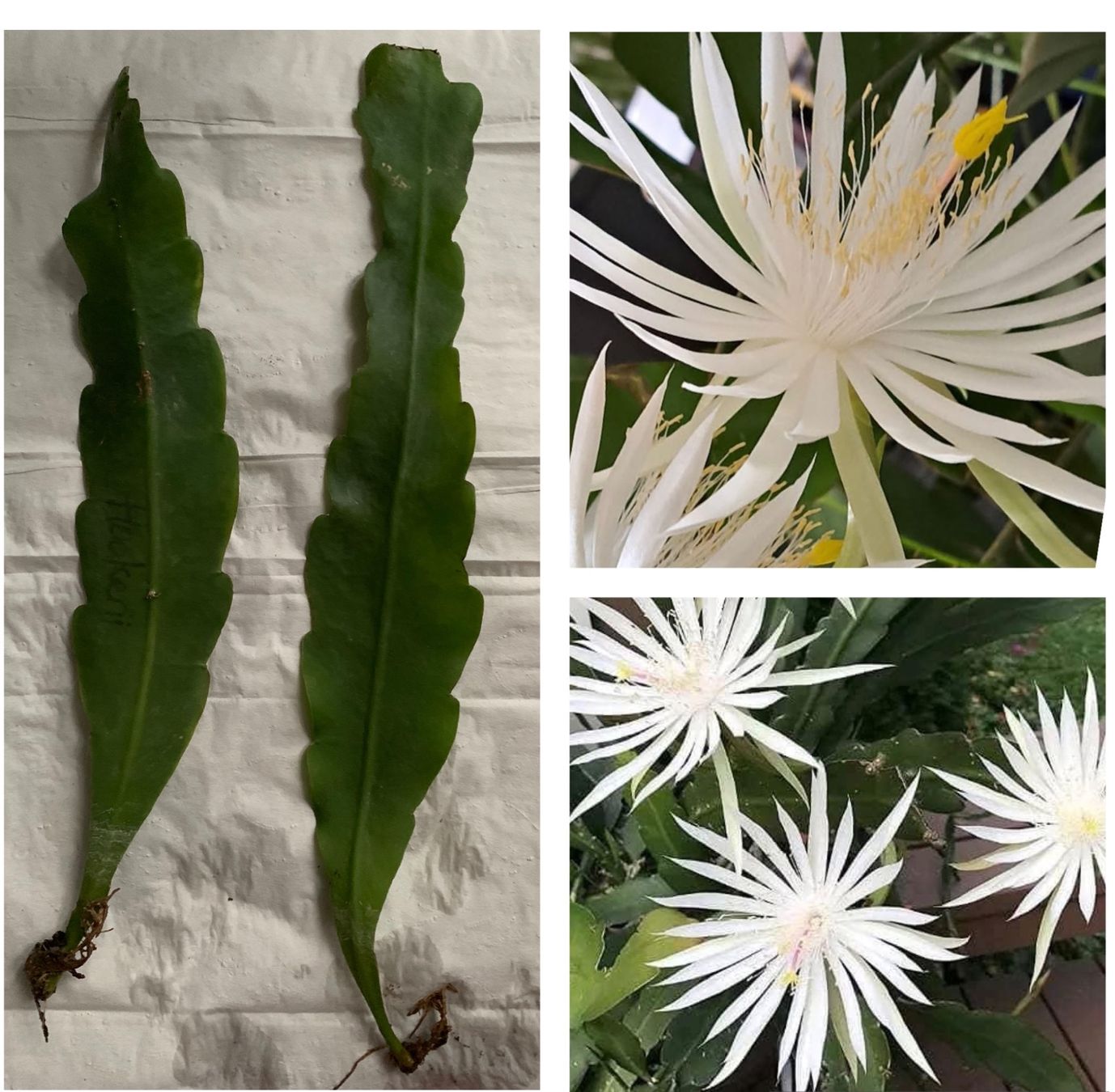 2 Stecklinge Epiphyllum Hookeri Blattkaktus (Gebraucht) in Bern fr CHF 7.5   mit Lieferung auf Ricardo kaufen