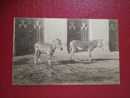AK Tiere Zoo Antwerpen Belgien Zebra