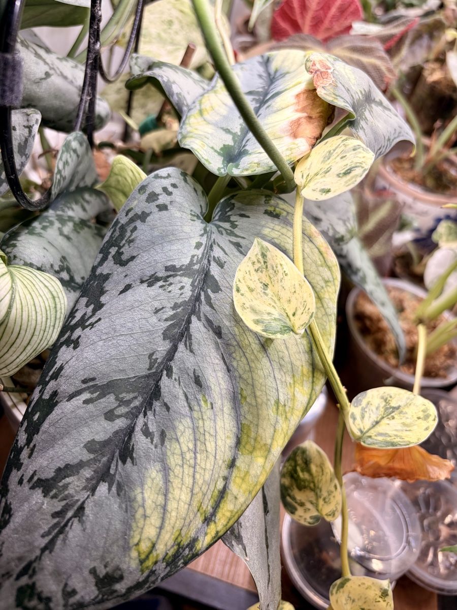 Plantes & graines: Scindapsus bakunawa variegated – D'occasion à Kaiseraugst par dka_b97z 4