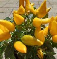 30 Samen SCHARFE GELBE Chili‪ 30 GRAINES JAUNE PIMENT ÉPICÉ