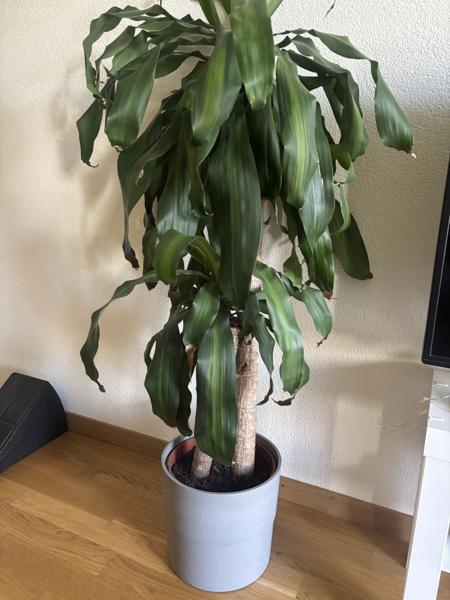 Piante & sementi: YUCCA ELEPHANTIPES plant & pot – Usato da Bern venduto da cia_6q9y