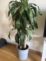 YUCCA ELEPHANTIPES plant & pot