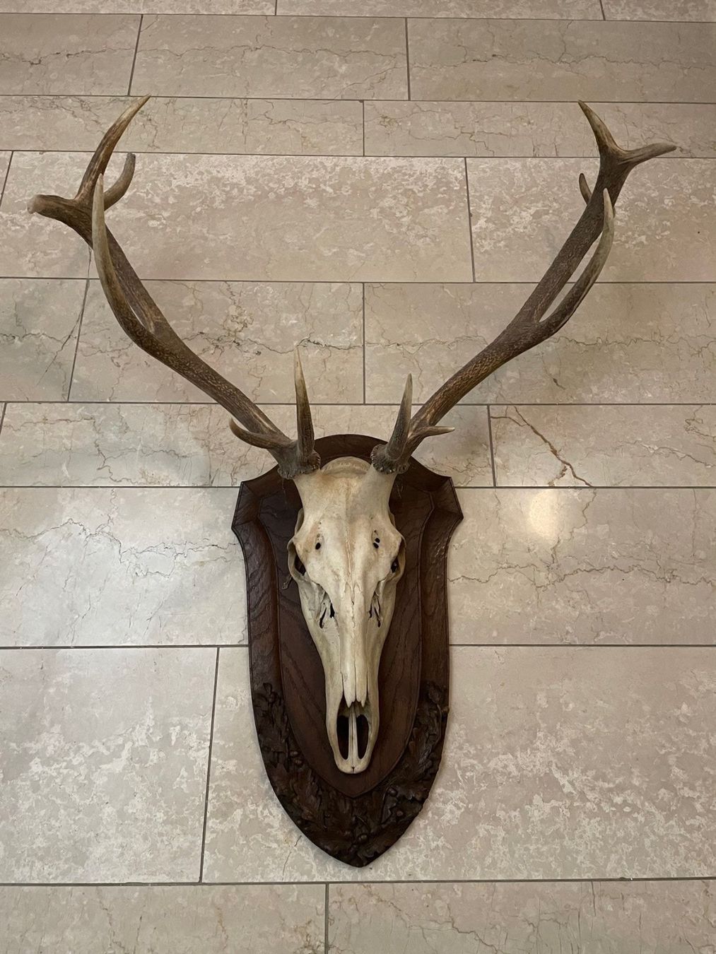 Monde des animaux: Jagdtrophäe "Hirsch" – D'occasion à Frenkendorf par pivot02