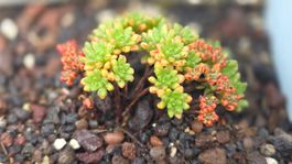 Aeonium sedifolium