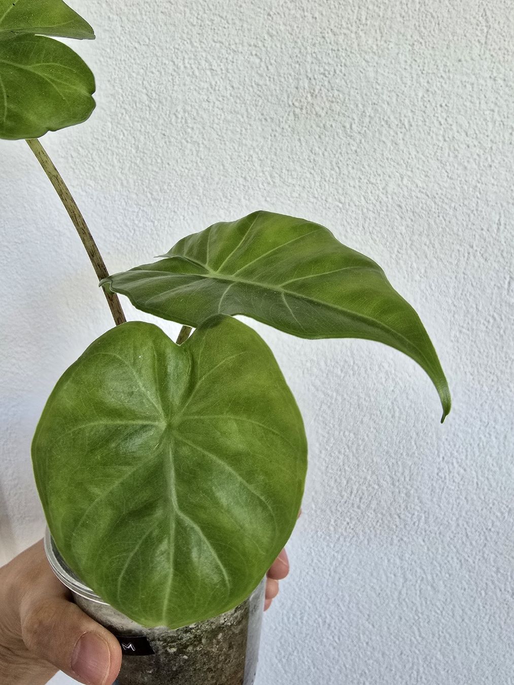Piante & sementi: BABY Portodora Alocasia – Usato da Nidau venduto da lena_yellow 3