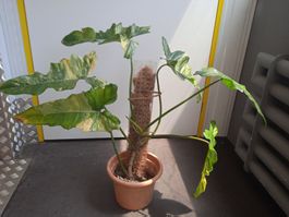 Philodendron Florida beauty var x mahoy