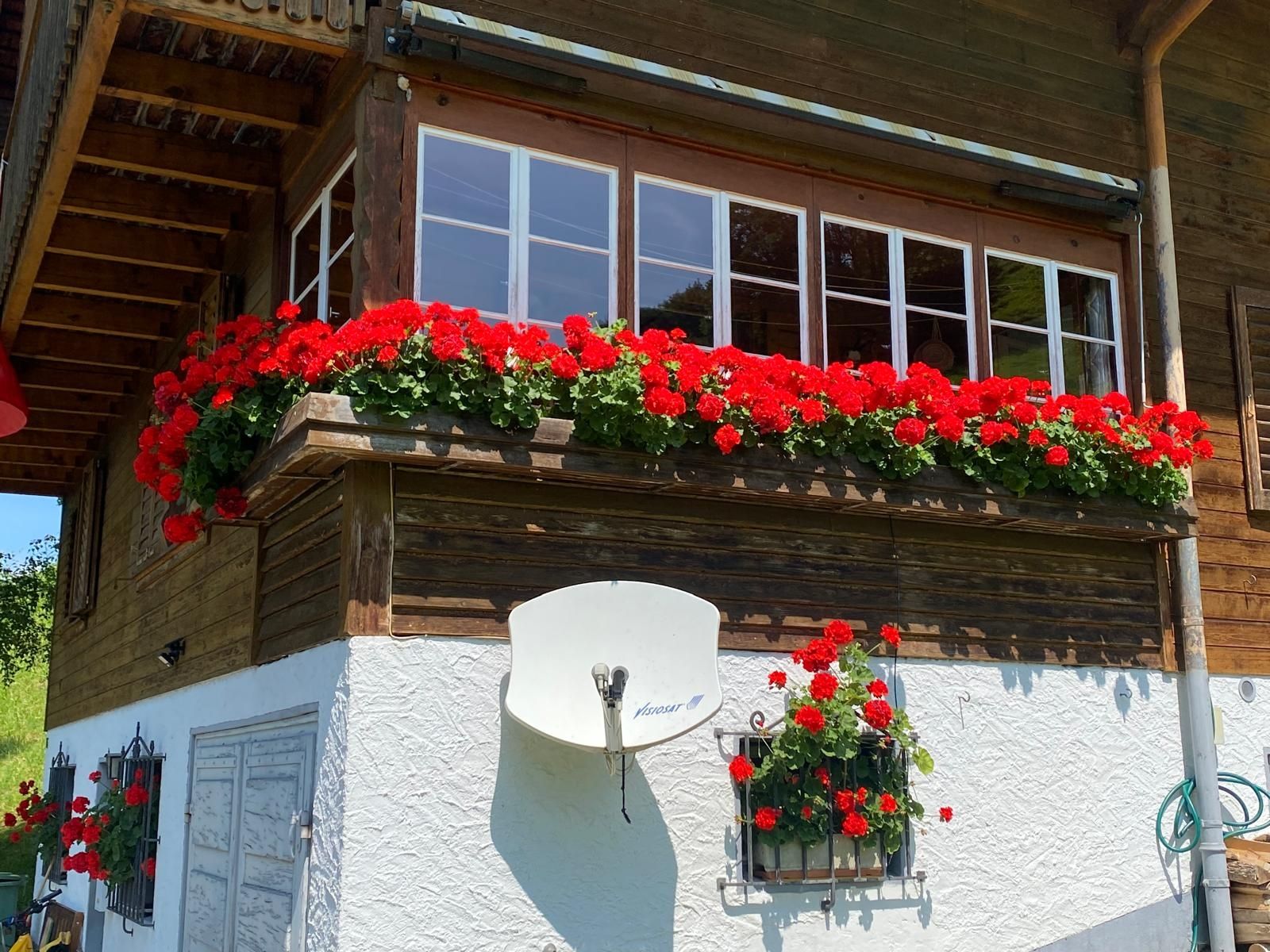 Pflanzen & Samen: Geranien – Gebraucht aus Rickenbach SZ von Schnagglilivia 2