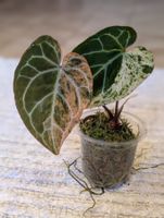 Anthurium Crystallinum Albo Variegata