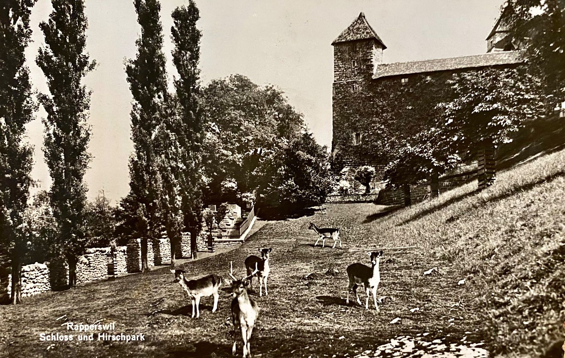 Cartoline postali: RAPPERSWIL - Schloss & Hirschpark - Tiere – Usato da Root venduto da ENGLAND-TREASURES 1