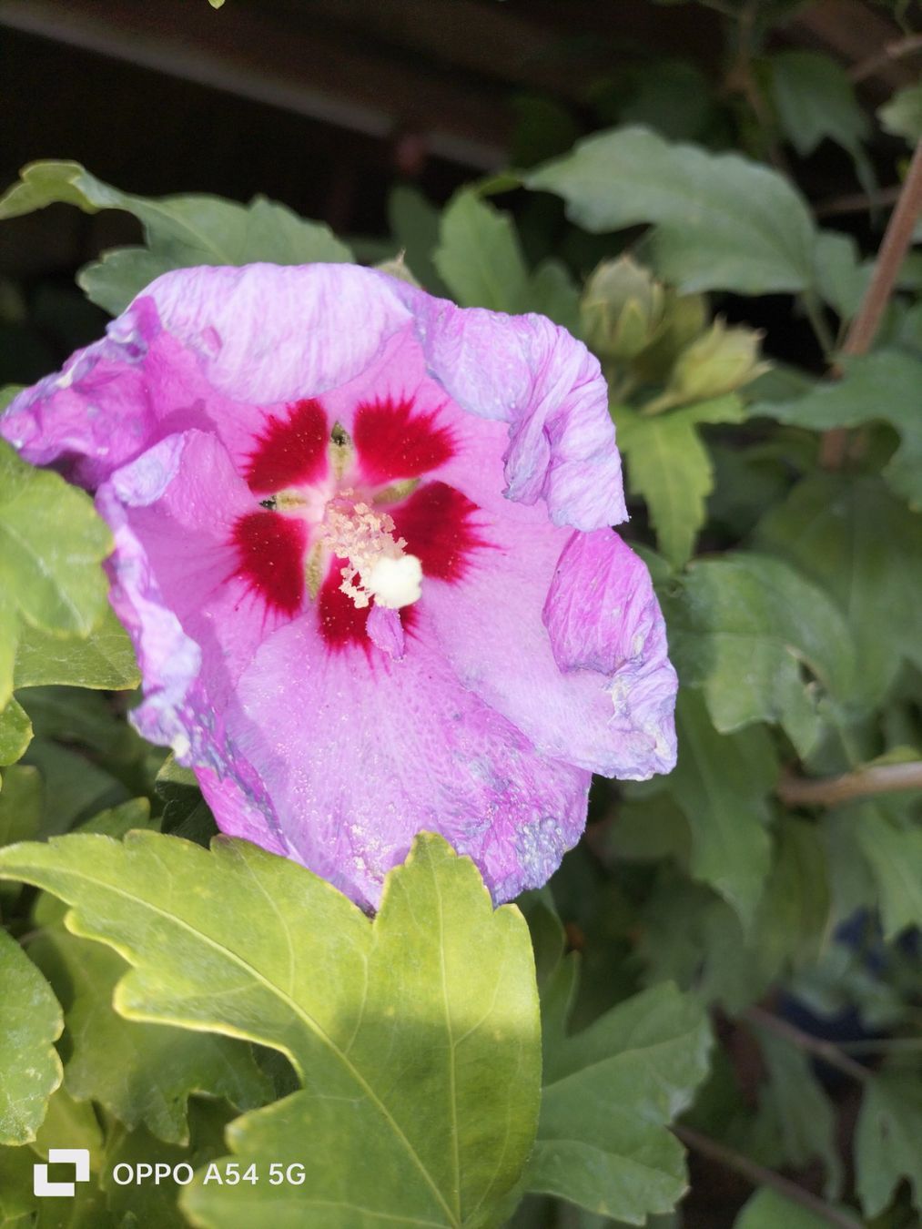 Piante & sementi: Hibiskus Winterhart – Usato da Attelwil venduto da Schneider76 6
