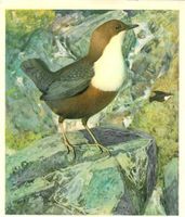 Vogel Vögel Wasserrotkehlchen Aquarelle Bild  Motiv
