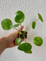 Pilea peperomioides plant - Chinese Money Plant 🌱💰!