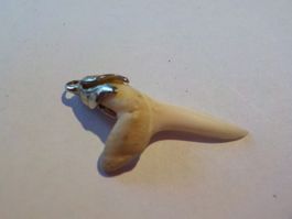 Fischzahn als Anhänger (2)