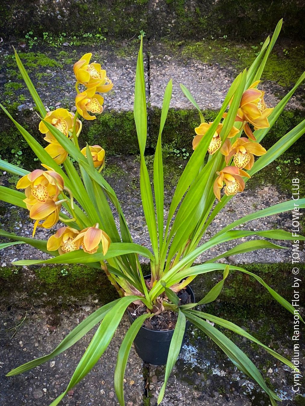 Piante & sementi: Cymbidium Ranson Flor mit zauberhaften Blüten – Nuovo e nell'imballaggio originale da Adliswil venduto da MarkyForest 7