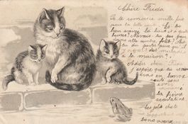 Alte  Postkarte mit Katzen & Fröschen  Vintage 1905