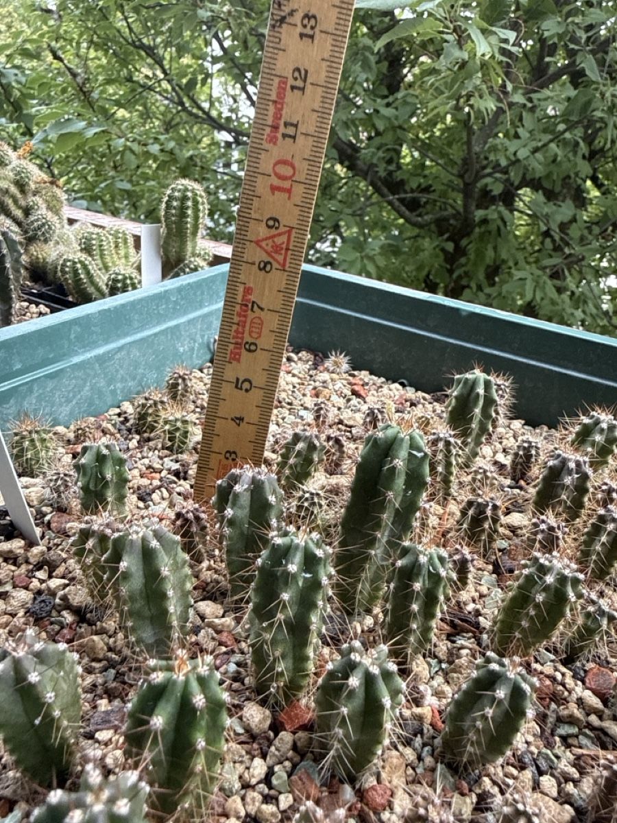 Plantes & graines: Echinopsis pachanoi / TC – D'occasion à Rorbas par SimS0n 2