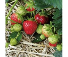 Fraisier Mara des Bois 20x