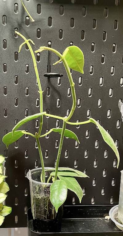 Piante & sementi: Hoya coronaria "Red Starfish" – Nuovo e nell'imballaggio originale da Schönholzerswilen venduto da Leavylounge