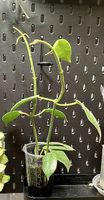 Hoya coronaria "Red Starfish"