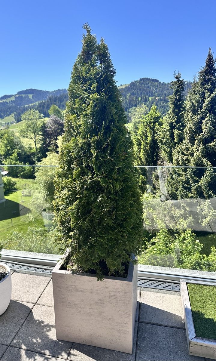 Piante & sementi: Thuja Lebensbaum inkl. Topf – Nuovo (secondo la descrizione) da Langnau i. E. venduto da Laleee