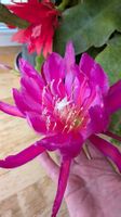 Epiphyllum Blattkaktus Riesenblume d' rosa Ableger bewurzel