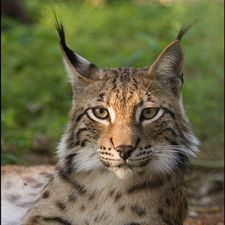 Profile image of Luchs3