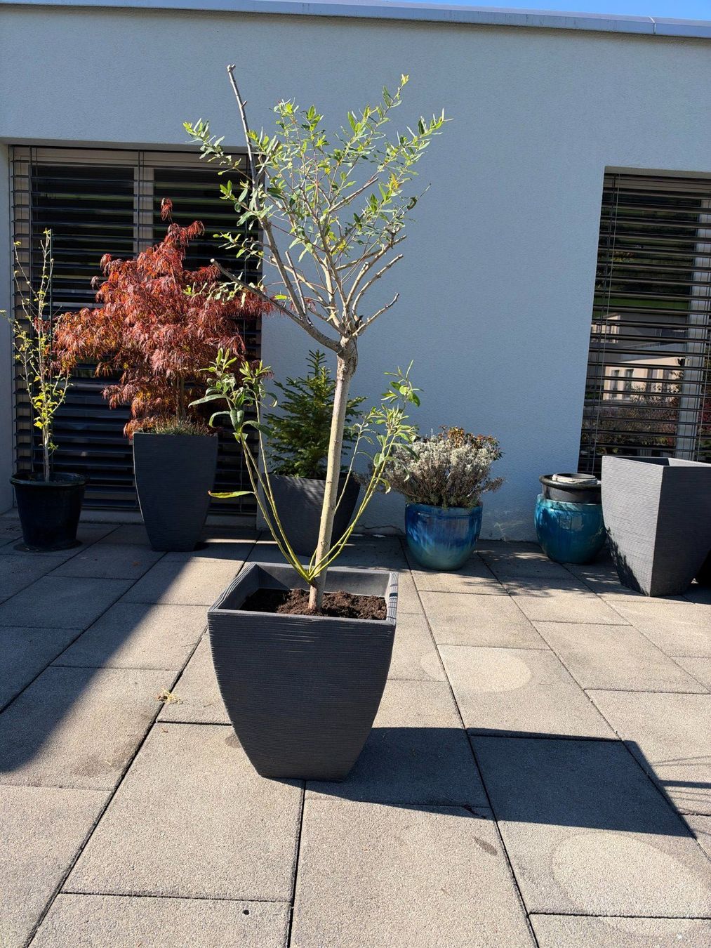 Piante & sementi: Purpur Weide – Usato da Root venduto da calmchris 3
