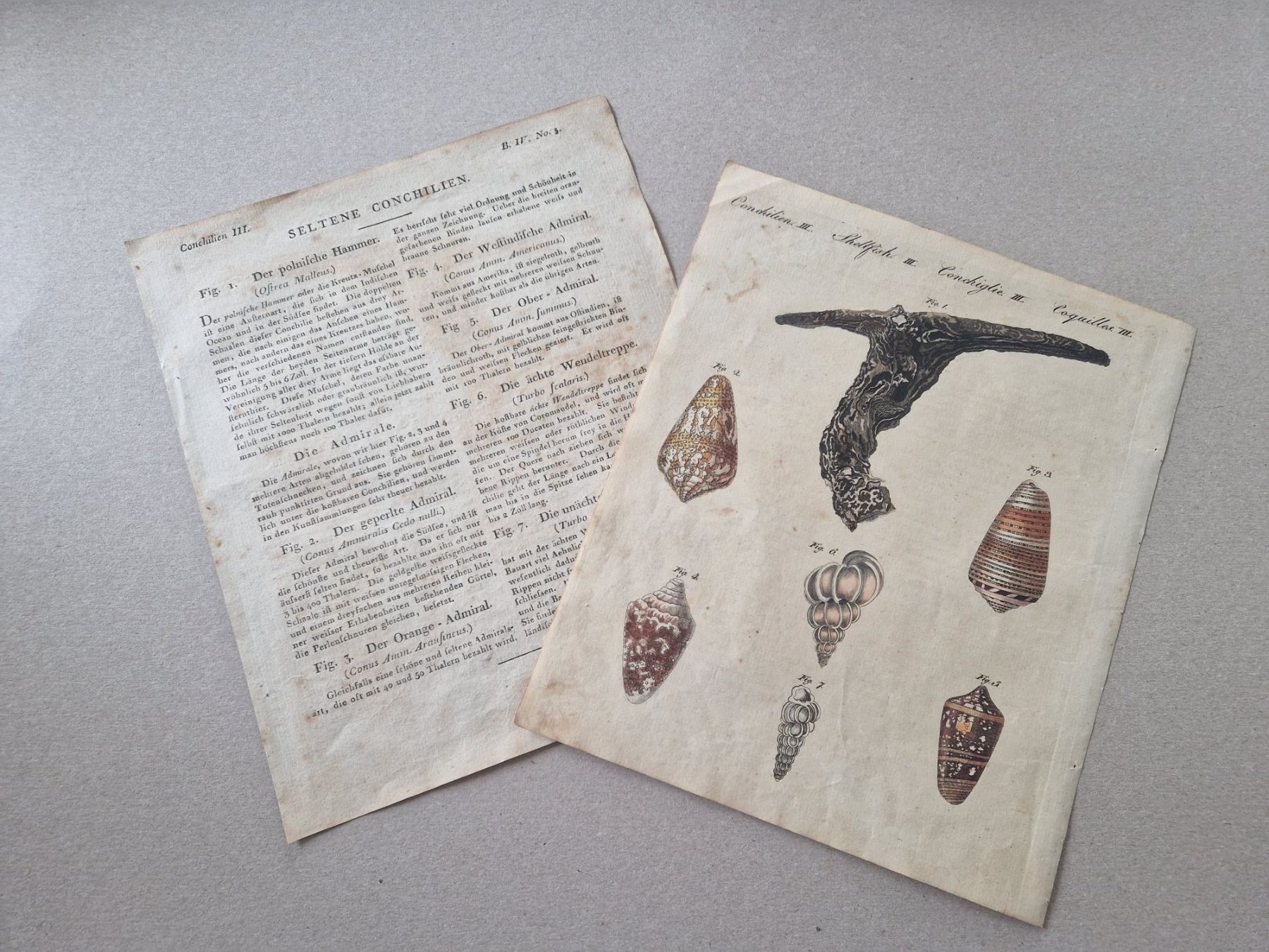 Incisioni: Stich Muscheln Bertuch handkoloriert 1802 – Usato da Zollikon venduto da whataboutrome 2