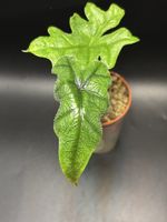Alocasia Jacklyn (2-6)