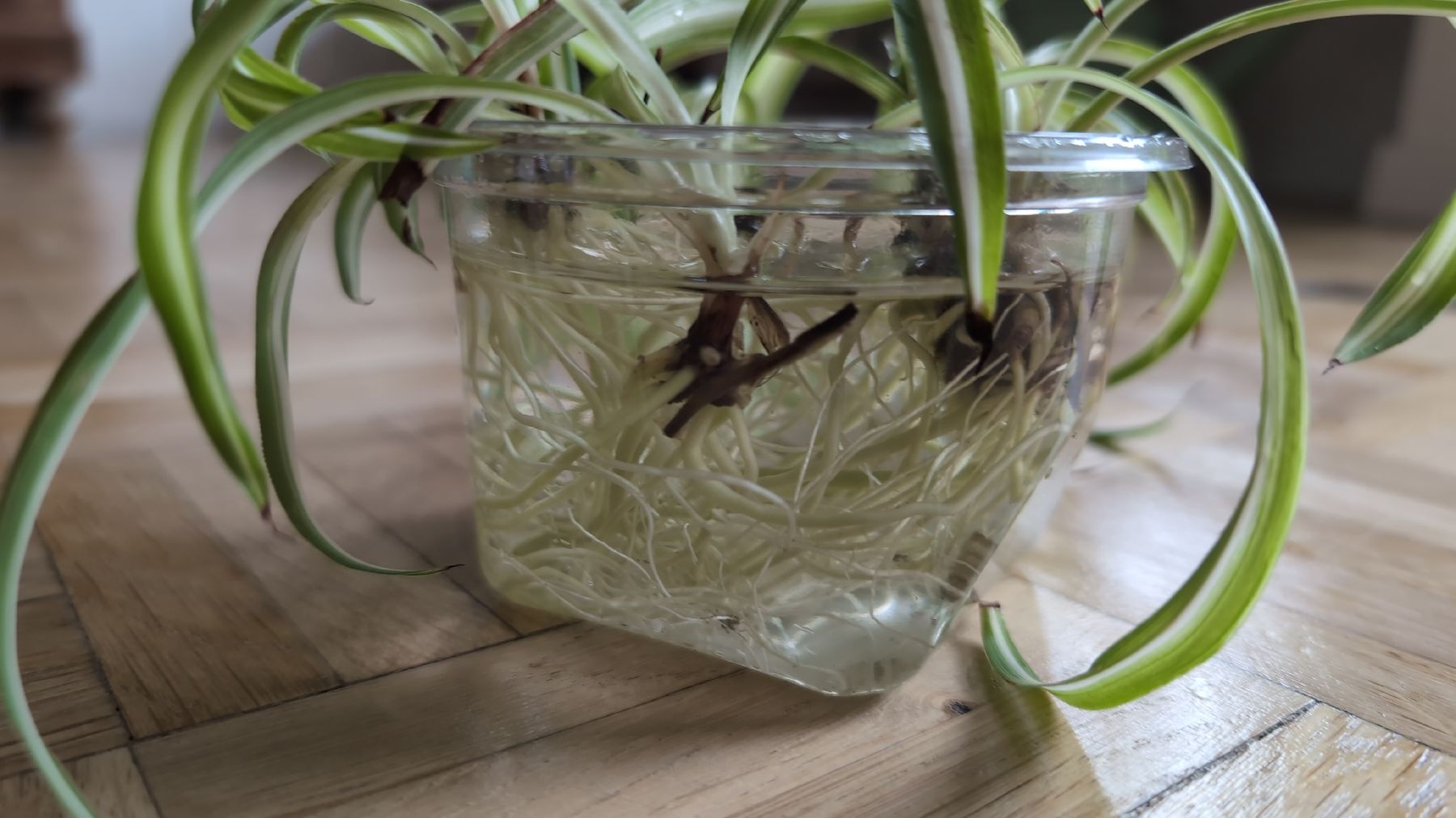 Plantes & graines: 4 Spider plant Stecklinge – D'occasion à Wallisellen par ali_x62p 1
