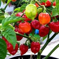 Ab 5.- fr 10 SAMEN ROTE HABANERO CHILI MEXICO  5 GRAINES‪‪