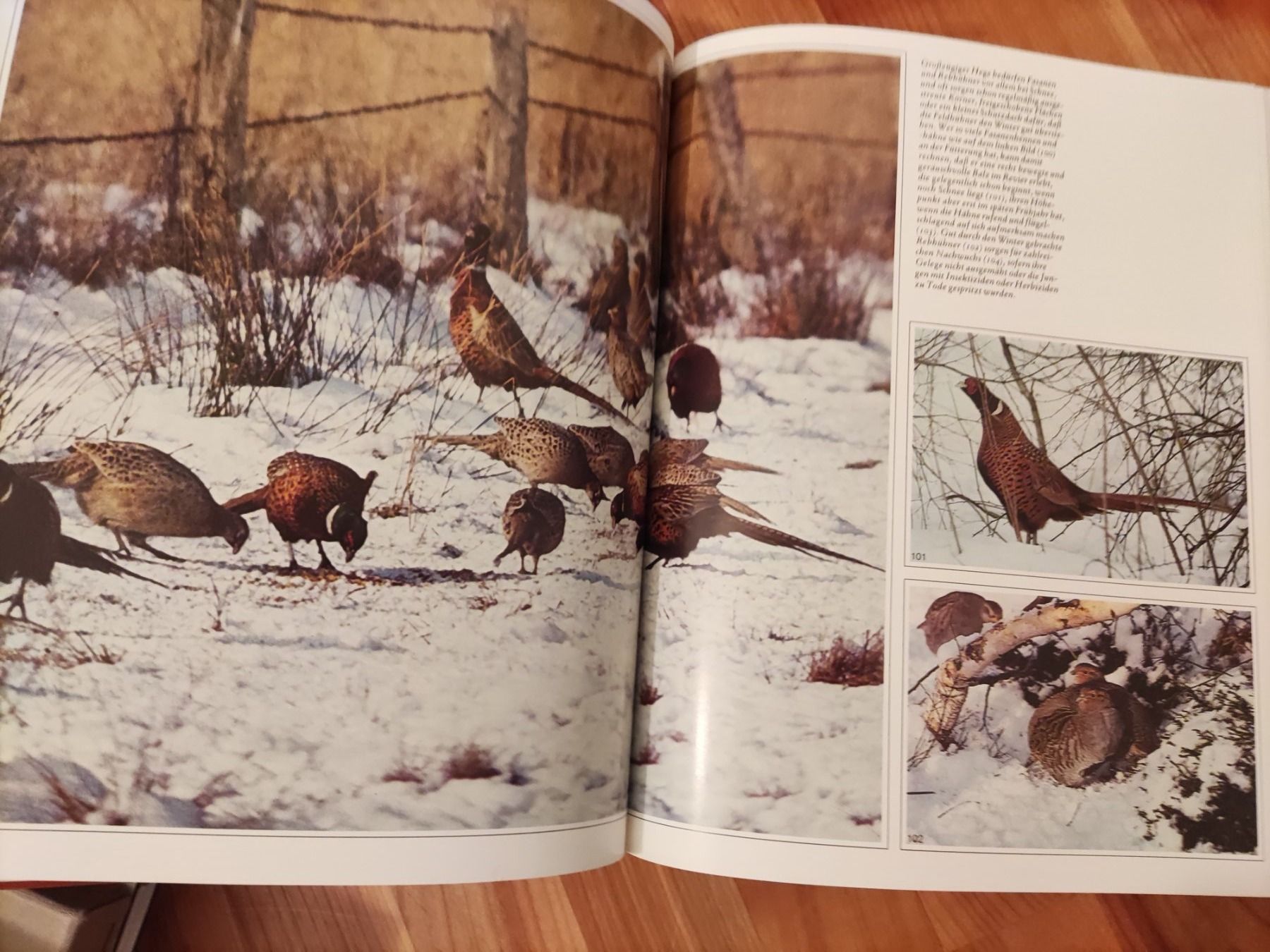 Bücher: Wild und Jagd Buch Graf von Thun – Gebraucht aus Solothurn von Csw1 2