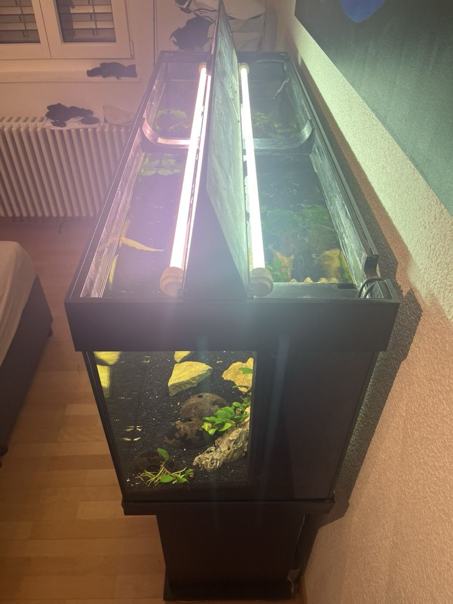 Juwel Acquari: Aquarium 240l, Top Zustand – Usato da Hurden venduto da Flori2803 3
