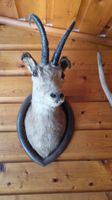Gamskopf /  Gemse Jagdtrophäe auf  Holzrahmen 