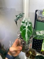 🤩Alocasia Venom Jungpflanze🤩 ab 20.-
