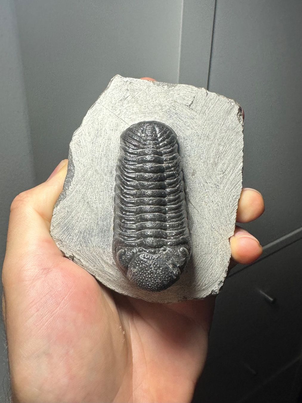 Fossili: Fossiler Trilobit - Phacops sp. – Usato da Lutzenberg venduto da CS65 4