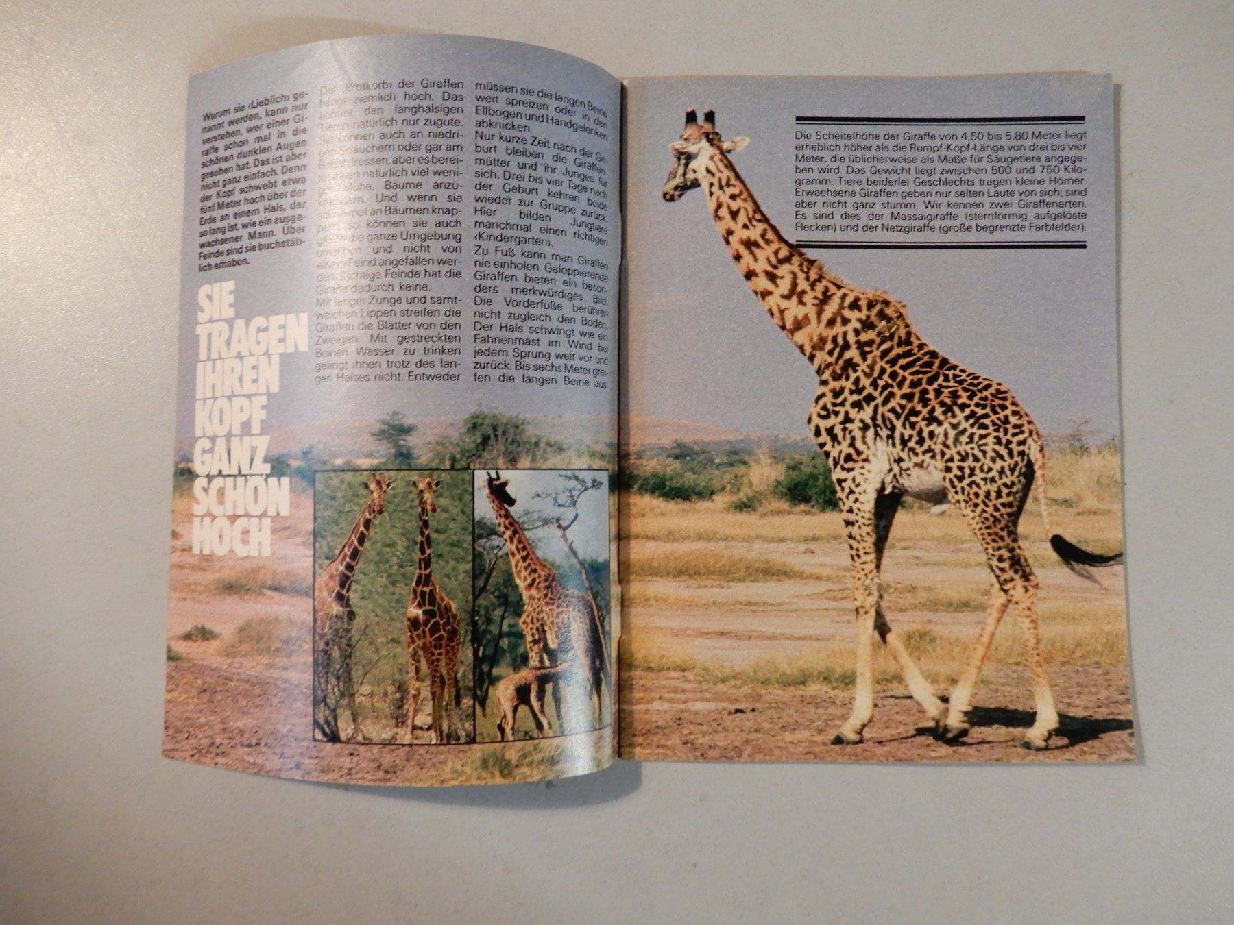 Riviste & Magazine: Junior Kindermagazin Oktober 1982 Giraffe – Usato da Erstfeld venduto da Mario_boe0 1