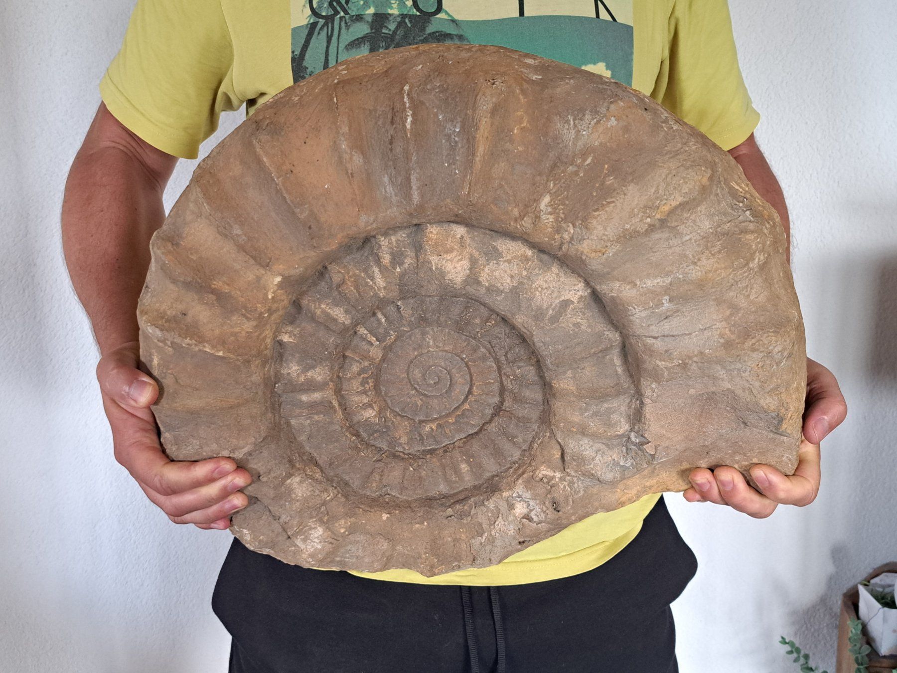 Fossili: Riesiger Ammonit - 28.9 kg – Usato da Wichtrach venduto da LuckyLuke69
