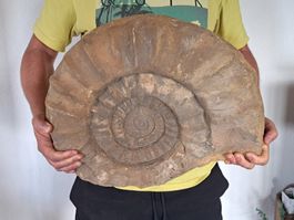 Riesiger Ammonit - 28.9 kg
