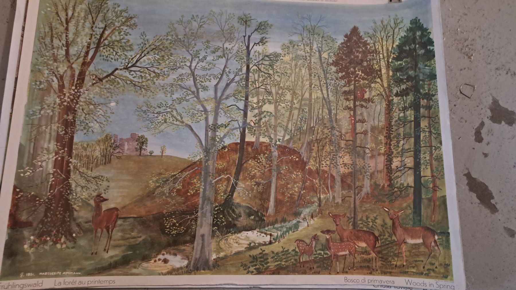 Foto & Immagini: Schulwandbilder – Usato da Flawil venduto da Dodo68 3