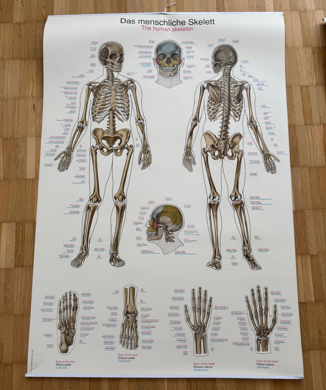Foto & Immagini: Anatomie Mensch Poster – Usato da Wädenswil venduto da Goobee 1