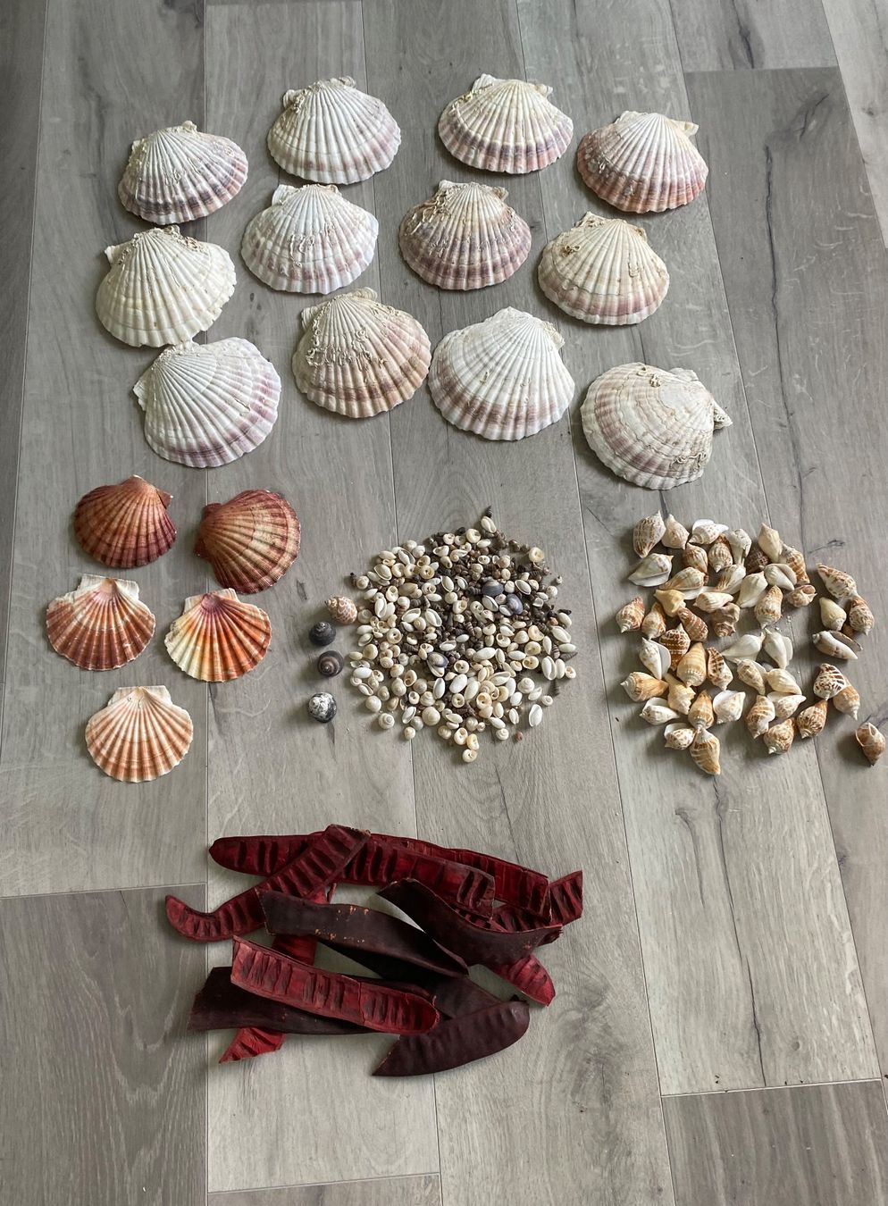 Fossili: Muschel Muscheln – Usato da Dottikon venduto da 6571
