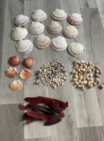 Muschel Muscheln
