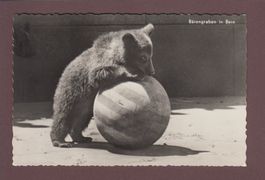 BERN - Bärengraben - Bärenjunges - 1954