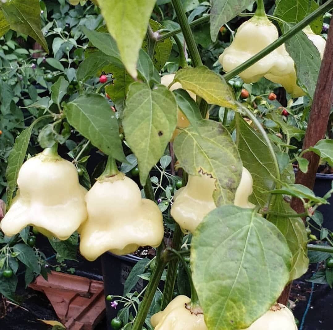 Piante & sementi: 30 Samen AJI WHITE FANTASY Chili – Nuovo (secondo la descrizione) da Ehrendingen venduto da VerveinaSamen 1